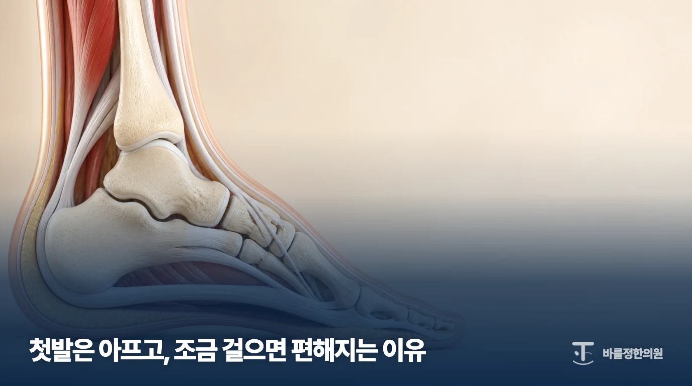 발뒤꿈치와 발바닥 구조를 보여주는 일반 참고 그림